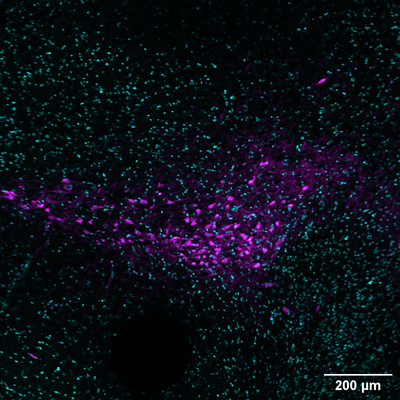 Immunostaining of paraformaldehyde-fixed (4%) free-floating sections (50 µm) of the posterior area of the brain (ventral tegmental area/substania nigra) of an adult mouse brain containing TH+ neurons. TH antibody) dilution @ 1:1500 with secondary detection of the chicken antibody with Alexa-647 anti-chicken IgY, 1:1000. (Image courtesy of Antonella Rios, Duke University.)