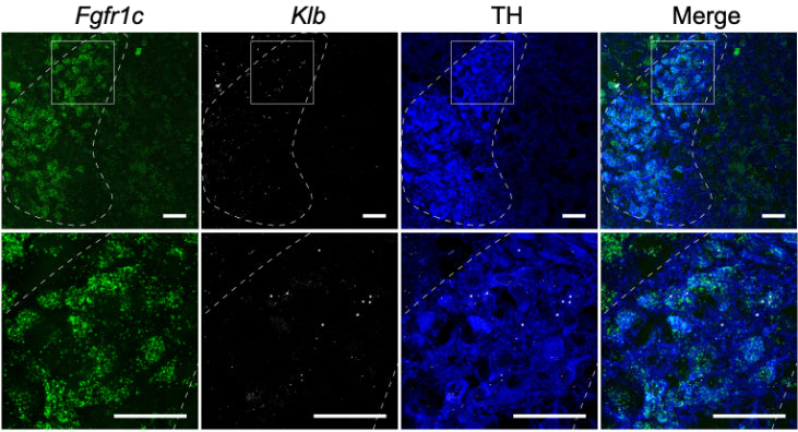 In situ hybridization of Fgfr1c mRNA (green) and Klb mRNA (white), immunostaining for tyrosine hydroxylase (TH; 1:1000; blue), and the merge of the three. Two different magnifications are shown, with the boxed area in the top panels expanded in the bottom panels. Dotted lines outline the locus coeruleus. Image from publication CC-BY-4.0. PMID:36889282