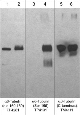 Western blot analysis of 250 ng/lane of a1-Tubulin unphosphorylated (lanes 1, 3, & 5) or phosphorylated at Ser-165 with PKCα (lanes 2, 4, & 6). The blots were probed with anti-α6-Tubulin (a.a. 160-169) (lanes 1 & 2), anti-α6-Tubulin (Ser-165) (lanes 3 & 4), and anti-α-Tubulin (C-terminus) (lanes 5 & 6).