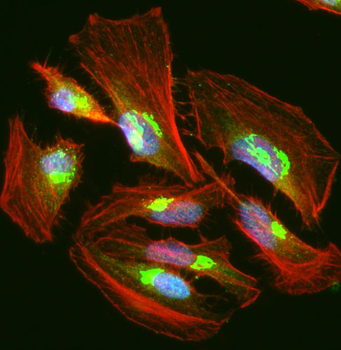 Chicken Anti-UFSP2