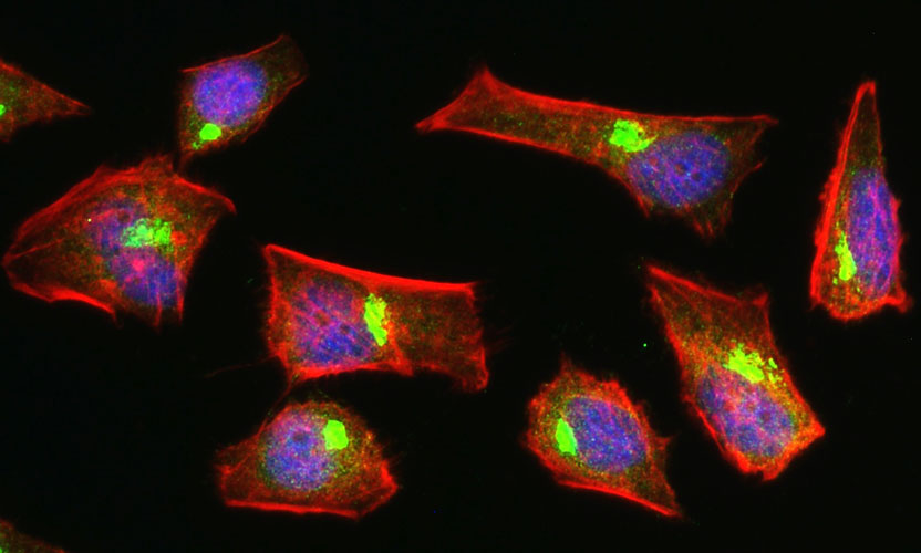 Chicken Anti-UFSP2