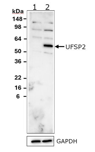 Chicken Anti-UFSP2