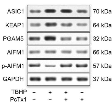 Western blot analysis of protein expression of ASIC1, KEAP1, PGAM5, and AIFM1 phosphorylated at Ser116 (1:1000) in NPCs after treatment for 30 min with 20 nM Psalmotoxin 1 (PcTx1) followed by 24 h of treatment with H2O (control) or 100 μM TBHP. Image from publication CC-BY-4.0. PMID: 38540291