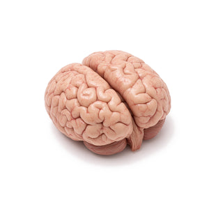 Bovine Brain, Stripped