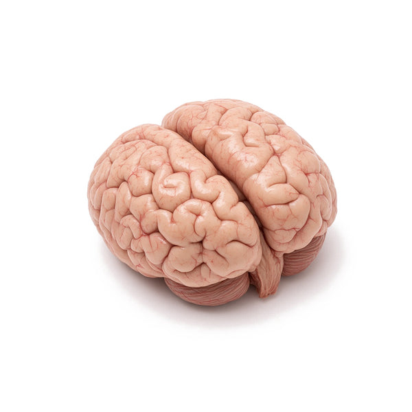Bovine Brain, Stripped