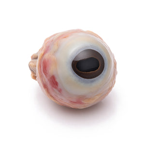 Bovine Eye