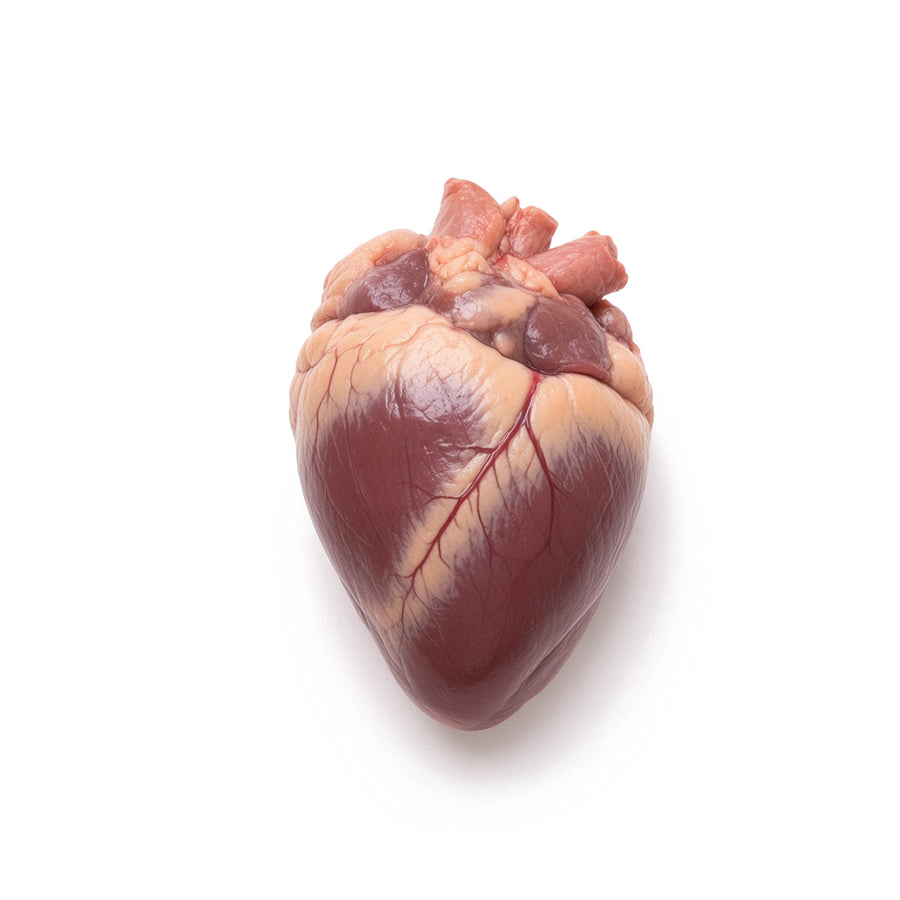Bovine Heart, Mature