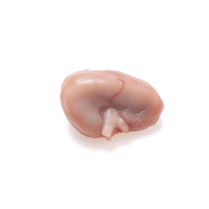 Bovine Hypothalamus, Mature
