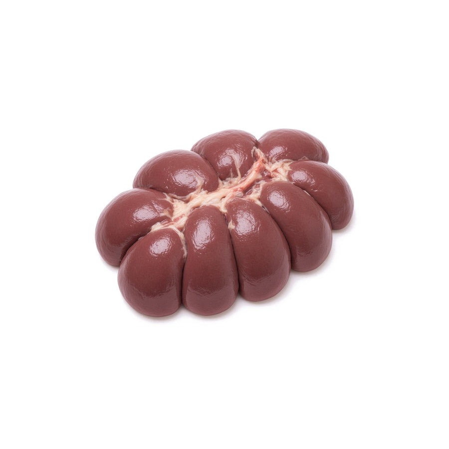 Bovine Kidney