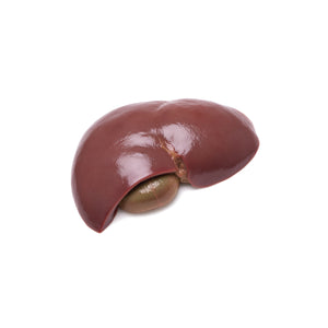 Bovine Liver