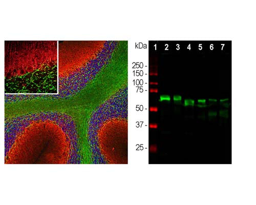 Chicken Anti-Alpha-Internexin (Alpha-Inx)
