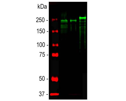 Chicken Anti-Neurofilament Heavy Polypeptide, Phosphorylated, (pNF-H)