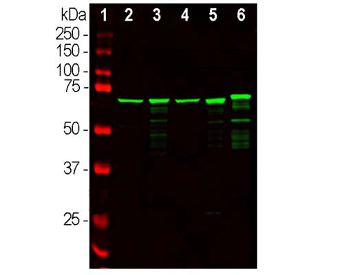 Chicken Anti-Neurofilament Light Polypeptide (NF-L)