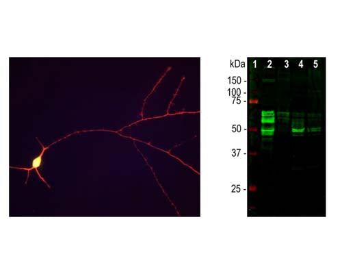 Chicken Anti-Microtubule-Associated Protein Tau (MAPT)