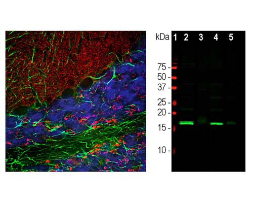 Chicken Anti-Alpha-Synuclein