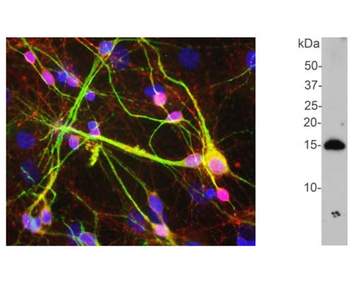 Chicken Anti-Alpha-Synuclein