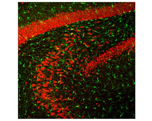 Chicken Anti-Neuronal Nuclei Antigen/FOX3, (NeuN/FOX3)