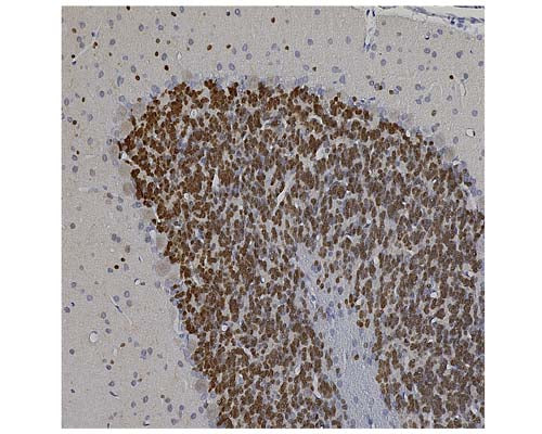 Chicken Anti-Neuronal Nuclei Antigen/FOX3, (NeuN/FOX3)