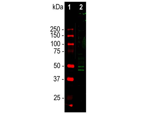 Chicken Anti-Neuronal Nuclei Antigen/FOX3, (NeuN/FOX3)