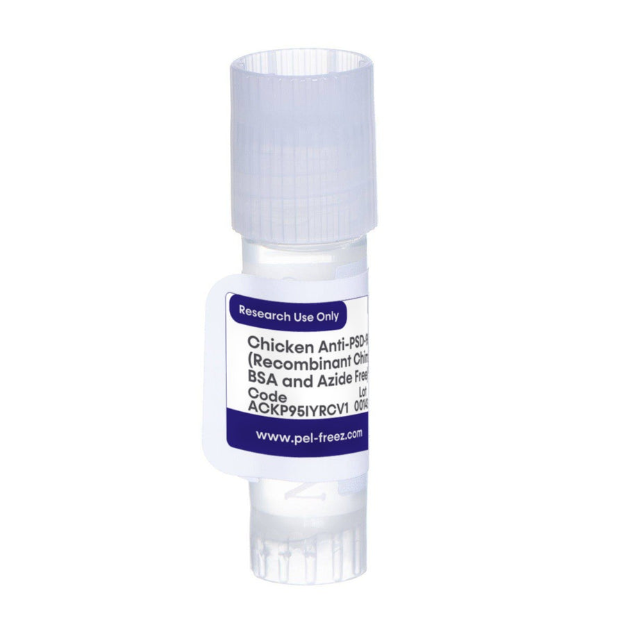 Chicken Anti-PSD-95 (Recombinant Chimeric, BSA and Azide Free)
