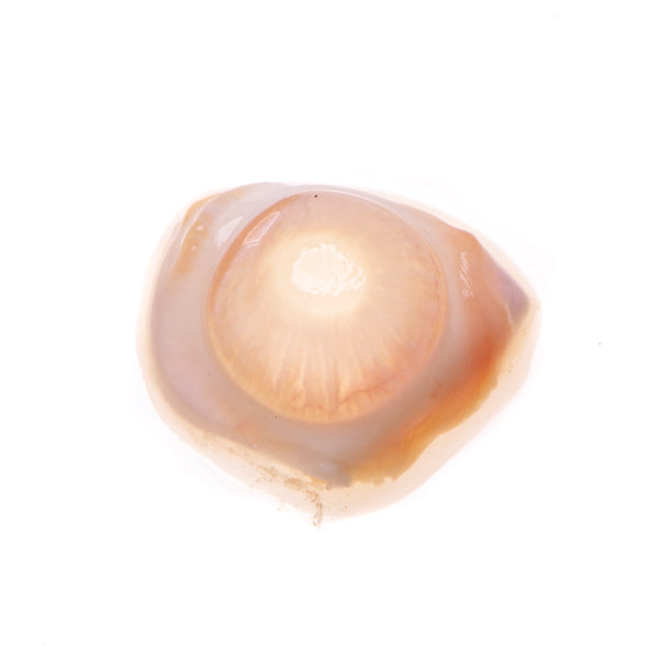 Rabbit Cornea, Young