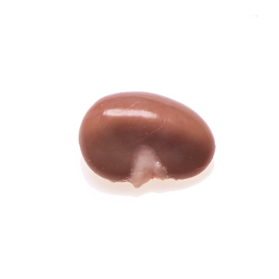 Rabbit Kidney, Young