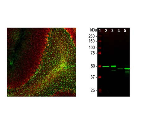Mouse Anti-Glial Fibrillary Acidic Protein (GFAP) (Clone 3E10)