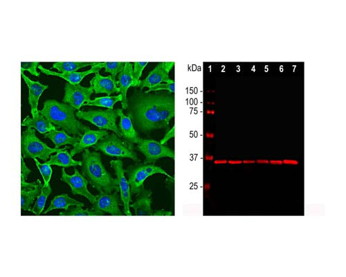 Mouse Anti-Glyceraldehyde 3-Phosphate Dehydrogenase (GAPDH)