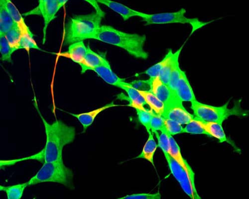 Mouse Anti-Glyceraldehyde 3-Phosphate Dehydrogenase (GAPDH)