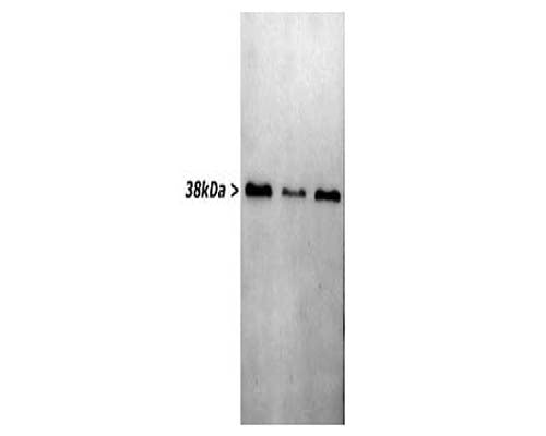Mouse Anti-Glyceraldehyde 3-Phosphate Dehydrogenase (GAPDH)
