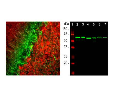 Mouse Anti-Internexin Alpha (Alpha-Inx)