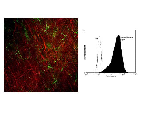 Mouse Anti-Neurofilament Light Polypeptide (NF-L, DA2)