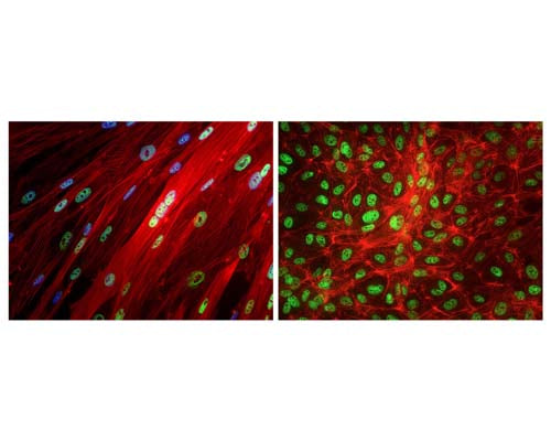 Mouse Anti-TAR DNA-Binding Protein 43 (TDP-43)