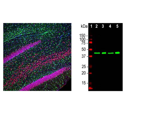 Mouse Anti-TAR DNA-Binding Protein 43 (TDP-43)