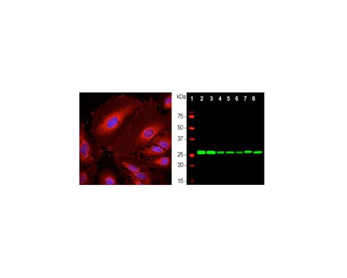 Mouse Anti-14-3-3 Protein Eta