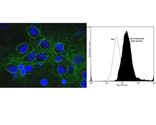 Mouse Anti-Spectrin Alpha Chain, Non-Erythrocytic 1