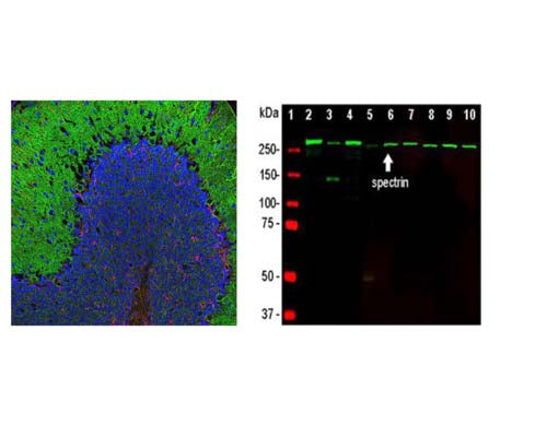 Mouse Anti-Spectrin Alpha Chain, Non-Erythrocytic 1