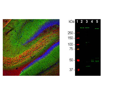Mouse Anti-Microtubule Associated Protein 2 (MAP2)