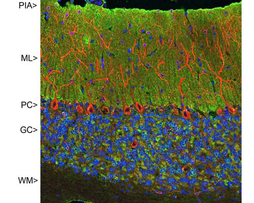 Mouse Anti-Visinin-like Protein 1 (VLP-1)