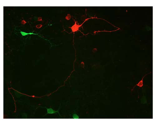 Mouse Anti-Visinin-like Protein 1 (VLP-1)