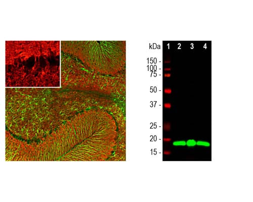 Mouse Anti-Visinin-like Protein 1 (VLP-1)