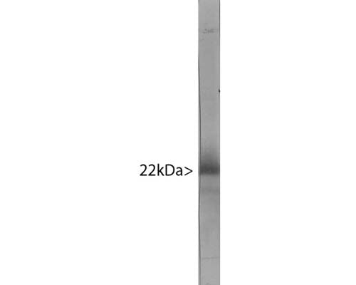 Mouse Anti-Visinin-like Protein 1 (VLP-1)