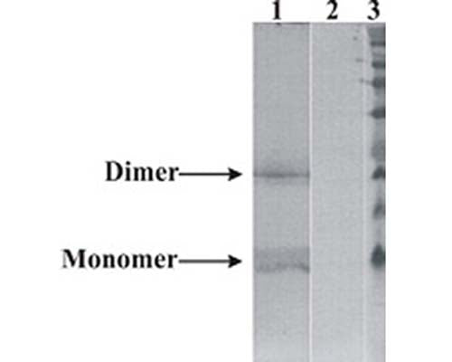 Mouse Anti-Neurturin (NTN)