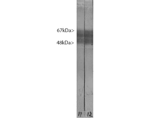 Mouse Anti-Microtubule-Associated Protein Tau (MAPT)