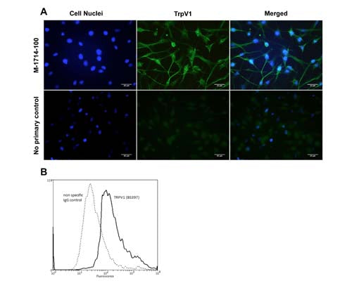 Mouse Anti-Capsaicin Receptor (VR1/TrpV1)