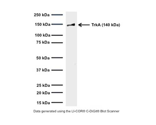 Mouse Anti-Tyrosine Kinase Receptor A (TrkA)