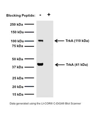 Mouse Anti-Tyrosine Kinase Receptor A (TrkA)