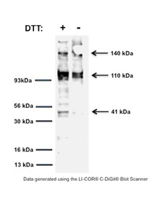 Mouse Anti-Tyrosine Kinase Receptor A (TrkA)