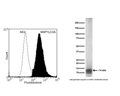 Mouse Anti-Microtubule-Associated Proteins 1A/1B Light Chain 3A (MAP1LC3A)