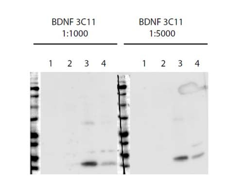 Mouse Anti-Brain-Derived Neurotrophic Factor (BDNF)